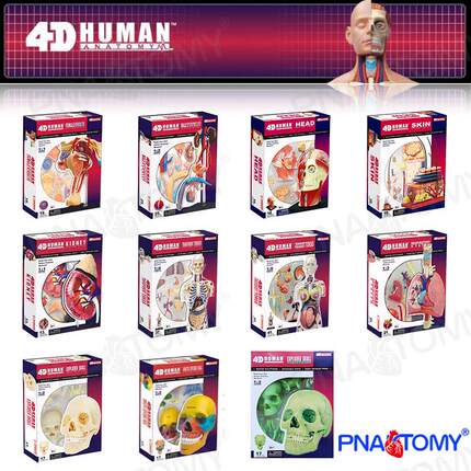 4D MASTER人体解剖模型益智DIY拼装科普玩具口腔彩色头骨皮肤肌肉