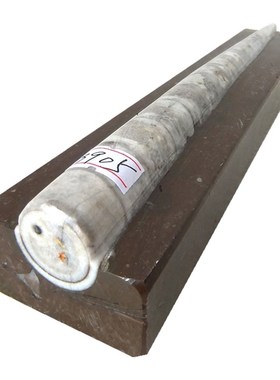 震旦角化石镇纸镇尺摆件角石菊石无脊椎动物三叶虫天然古生物9999