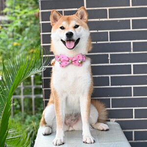芮柴 蝴蝶结颈圈牵绳 宠物猫咪狗狗和风柴犬项圈领结狗绳牵引绳