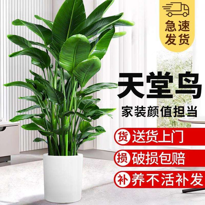 天堂鸟绿植室内大型盆栽客厅办公室落地植物大叶鹤望兰去甲醛泽直