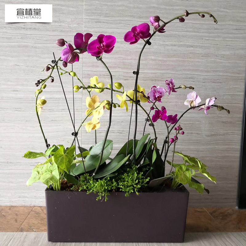 无土栽培自吸水阳台栏杆悬挂壁挂 烤漆立体塑料装饰水培方形花盆