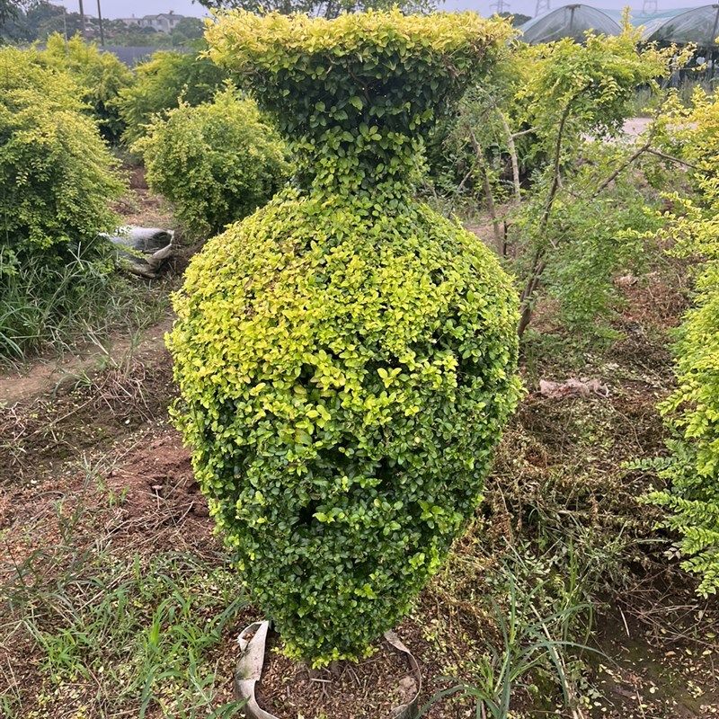 绿植耐寒棒棒糖植物金叶女真亮晶女贞棒棒糖树
