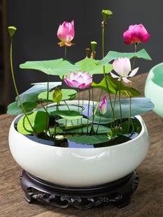 中式碗莲水培花盆专用大口径睡莲一叶莲家用阳台水养陶瓷盆带托盘