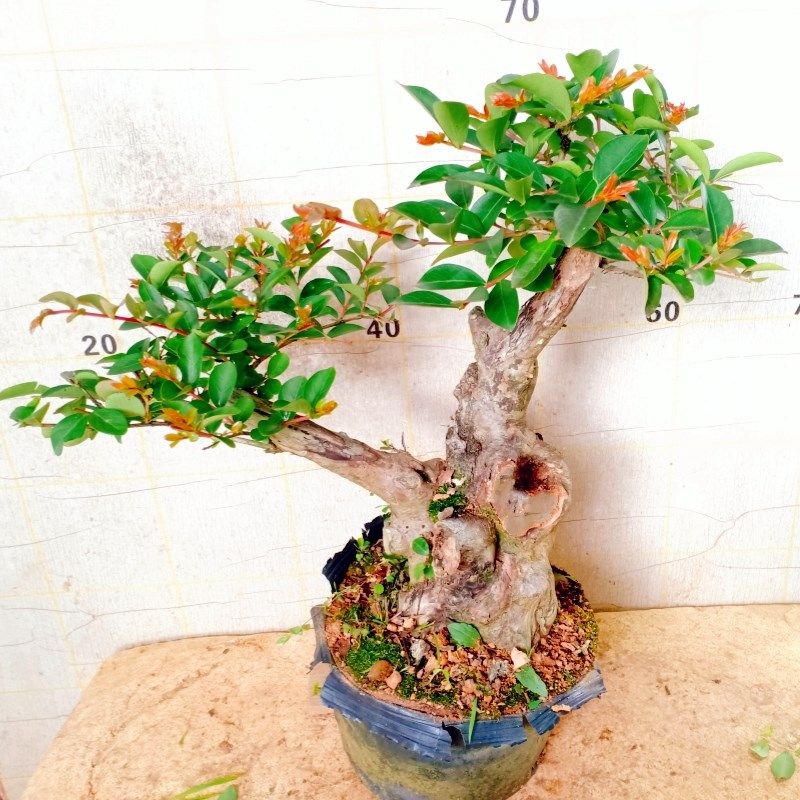 四季栽植紫薇老桩盆景树矮霸苗提根一物一拍其他原生十大名贵花卉