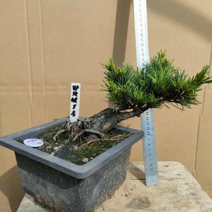 那须娘大阪松盆景贵品松树品种松树那须娘大板松老盆口短针八房性