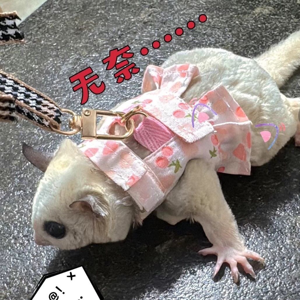 蜜袋鼬牵引绳可调节背心式小衣服可爱宠物服饰全网
