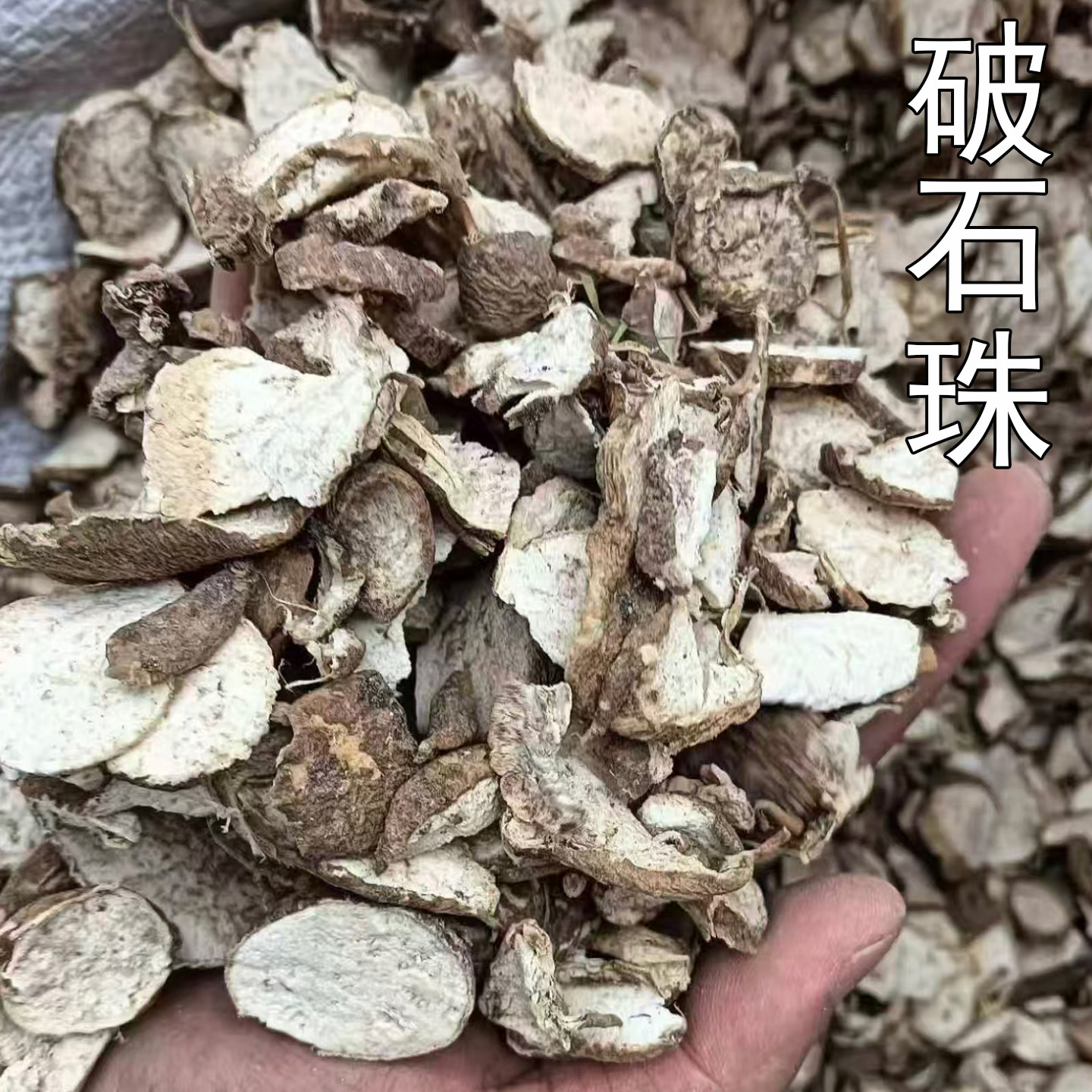 晒干破石珠九牛子干货中药材