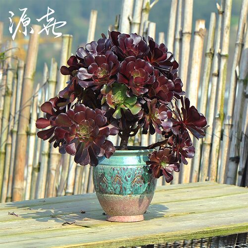 大号多肉花盆陶瓷兰花蝴蝶兰吊兰君子兰盆景盆创意陶土兰花盆高款