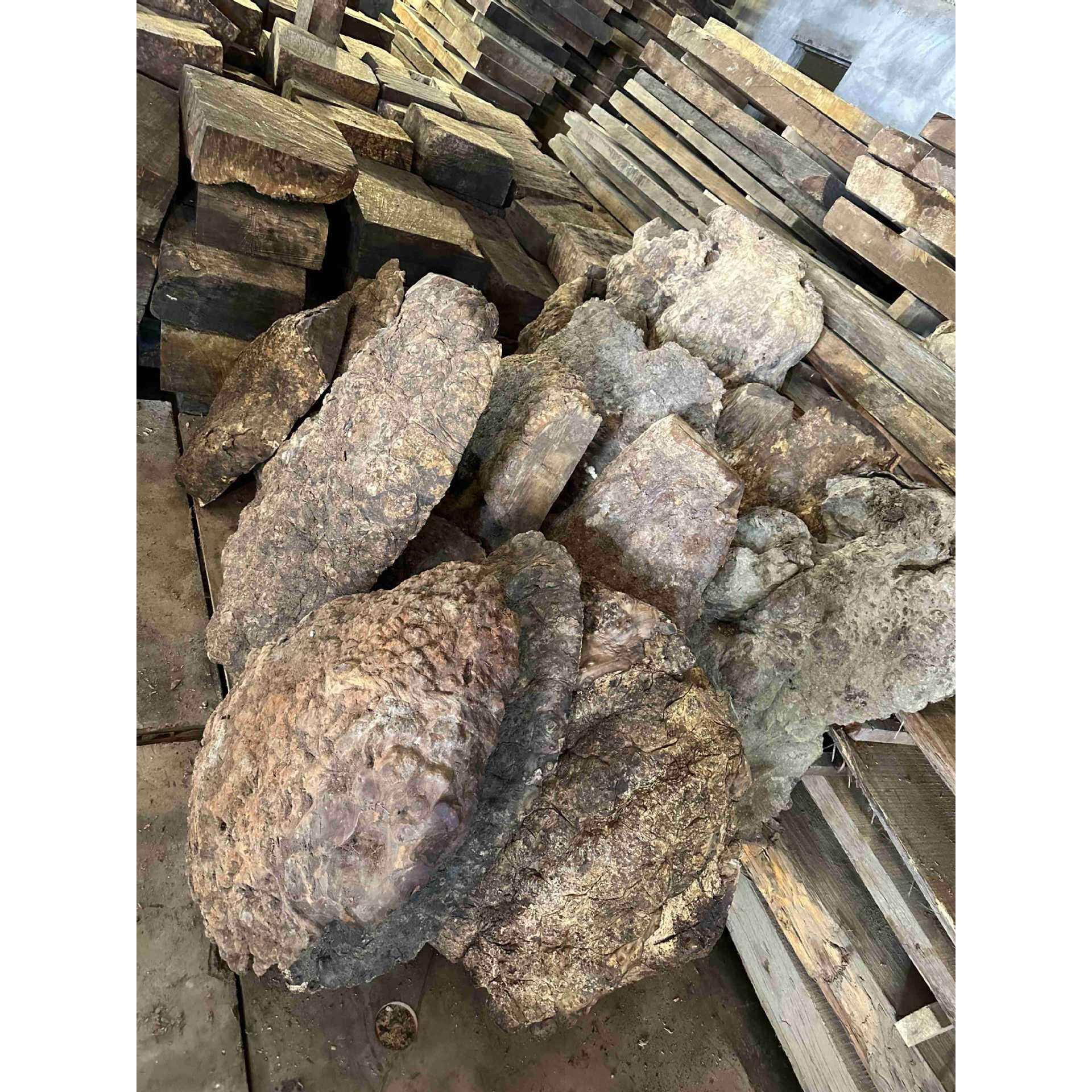 黄金樟木树瘤乌龟料 雕刻料 摆件料 茶盘料 满树瘤原木料一手货源