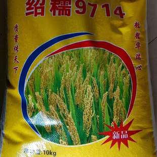 绍糯9714水稻种籽优质糯稻新品种常规粳稻种籽高产抗病大田精选种