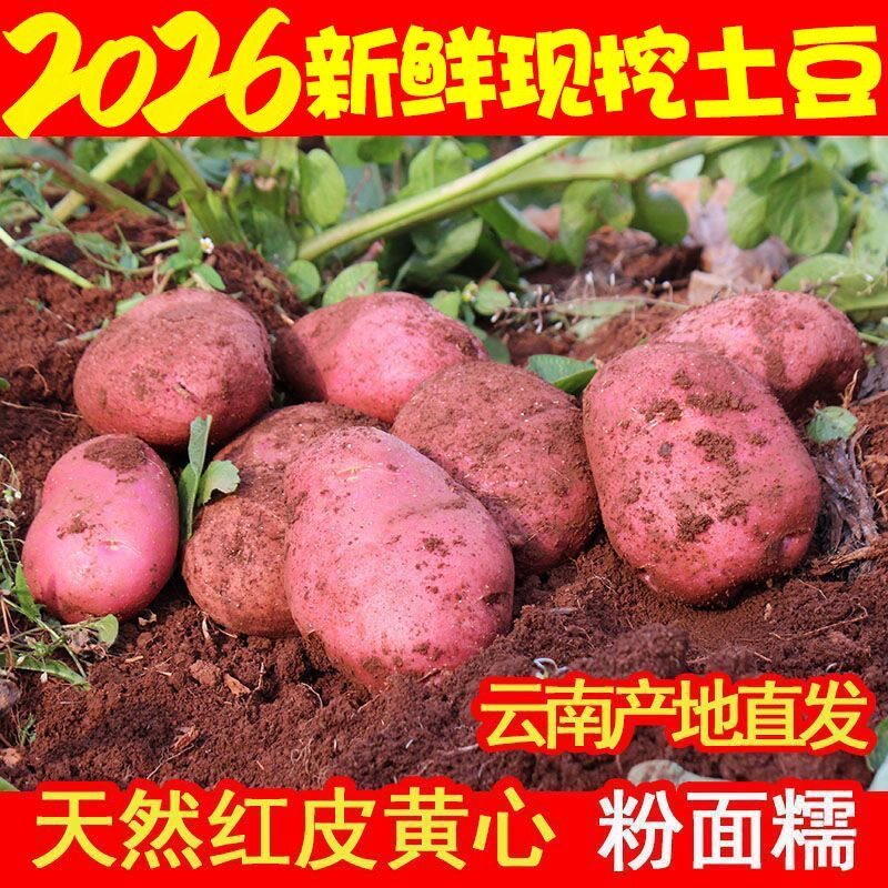 果小恩正宗云南高山红皮小土豆新鲜红皮黄心老品种土豆马铃薯洋芋