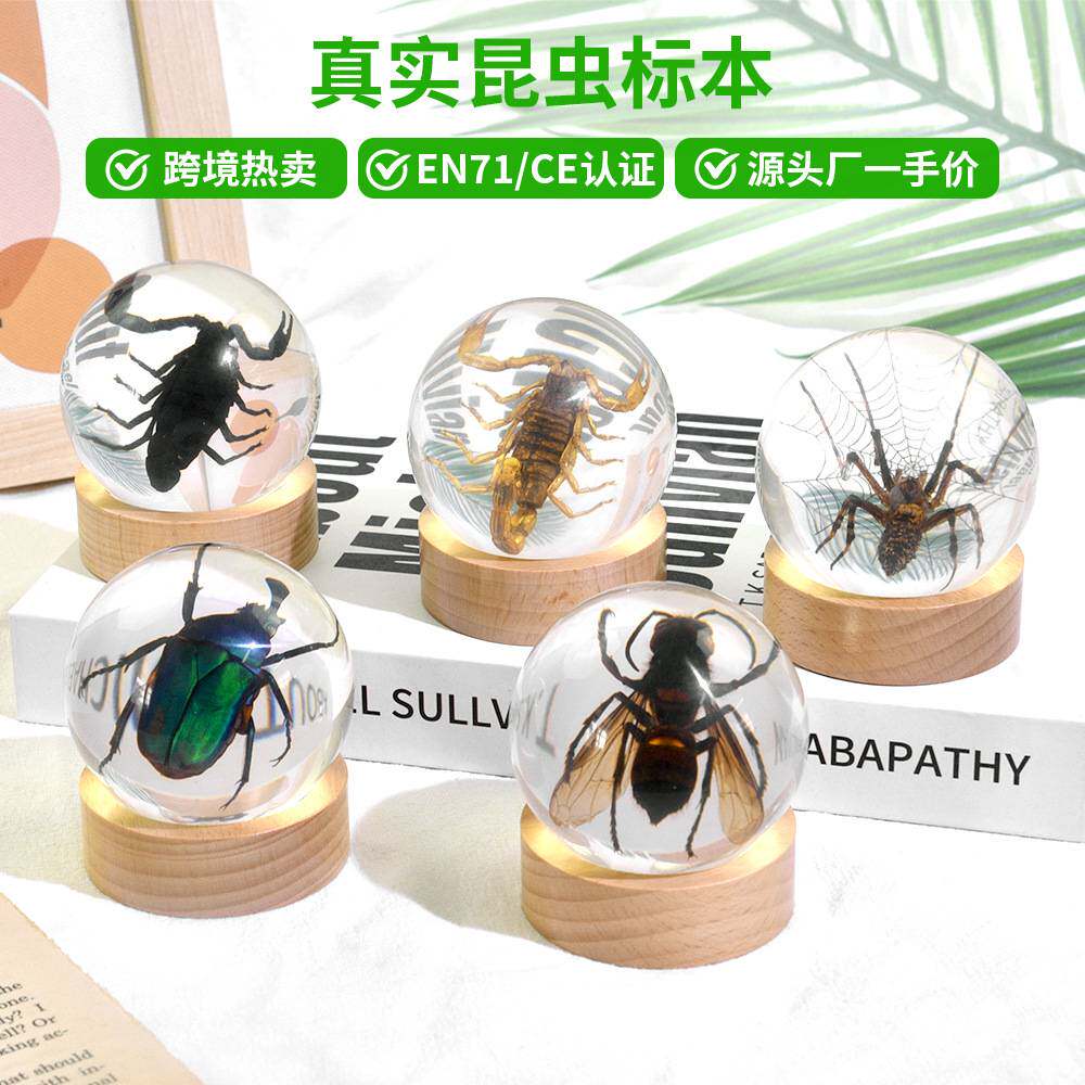 滴胶真实昆虫标本实心水晶圆球摆件树脂滴胶昆虫标本动物真实展示