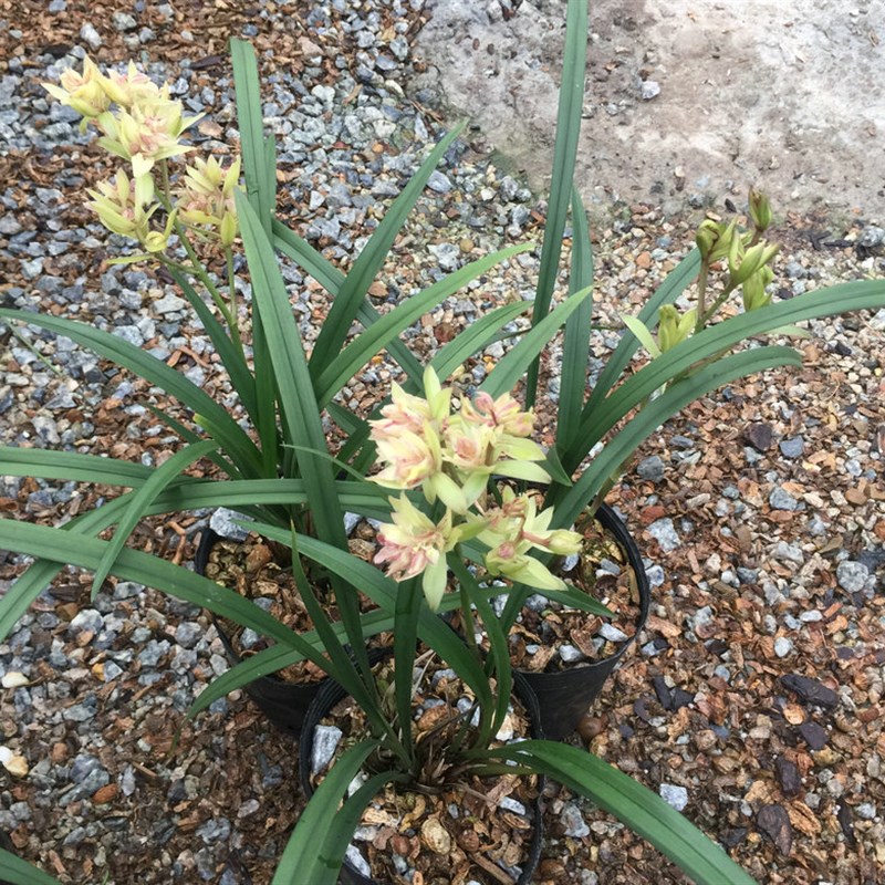 带花苞 浓香!富山奇蝶建兰苗  姿态优美!花特大发芽多非常好