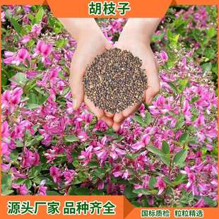 道路公路绿化花草种植厂家 固土灌木胡枝子生态护坡复绿草籽