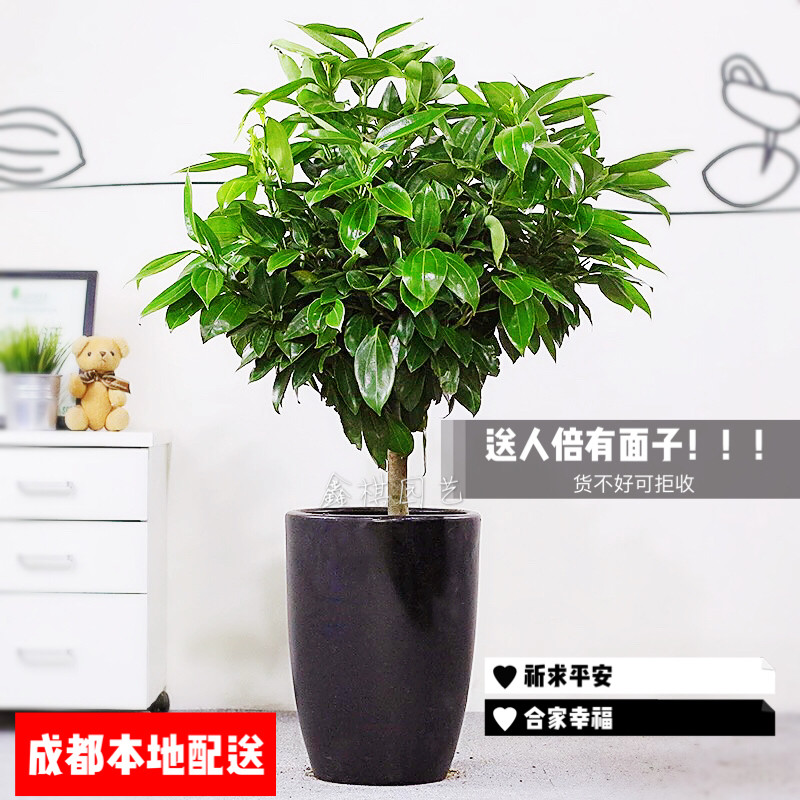 平安树 树形端庄 寓意平安幸福成都花卉绿植 成都花卉