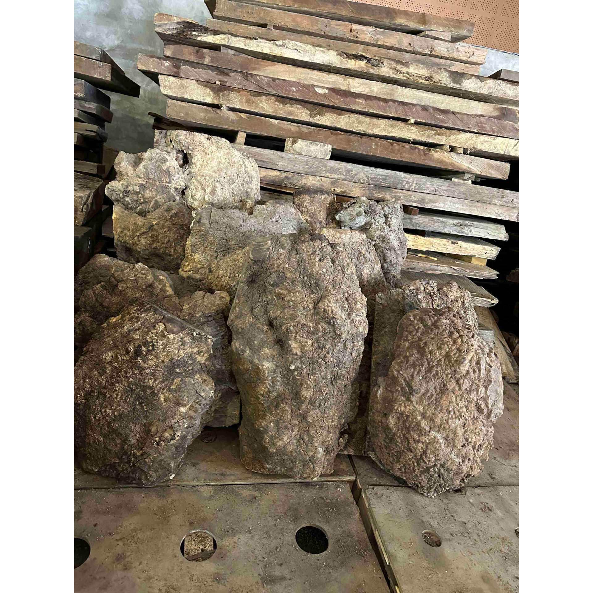 黄金樟木树瘤乌龟料 雕刻料 摆件料 茶盘料 满树瘤原木料一手货源