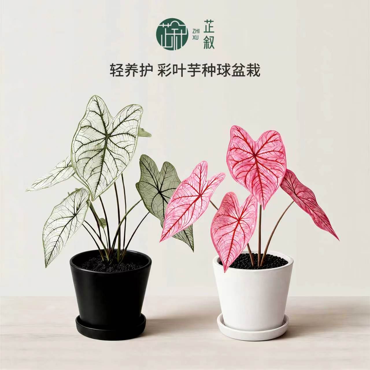 芷叙彩叶芋种球盆栽热植绿植礼物图片