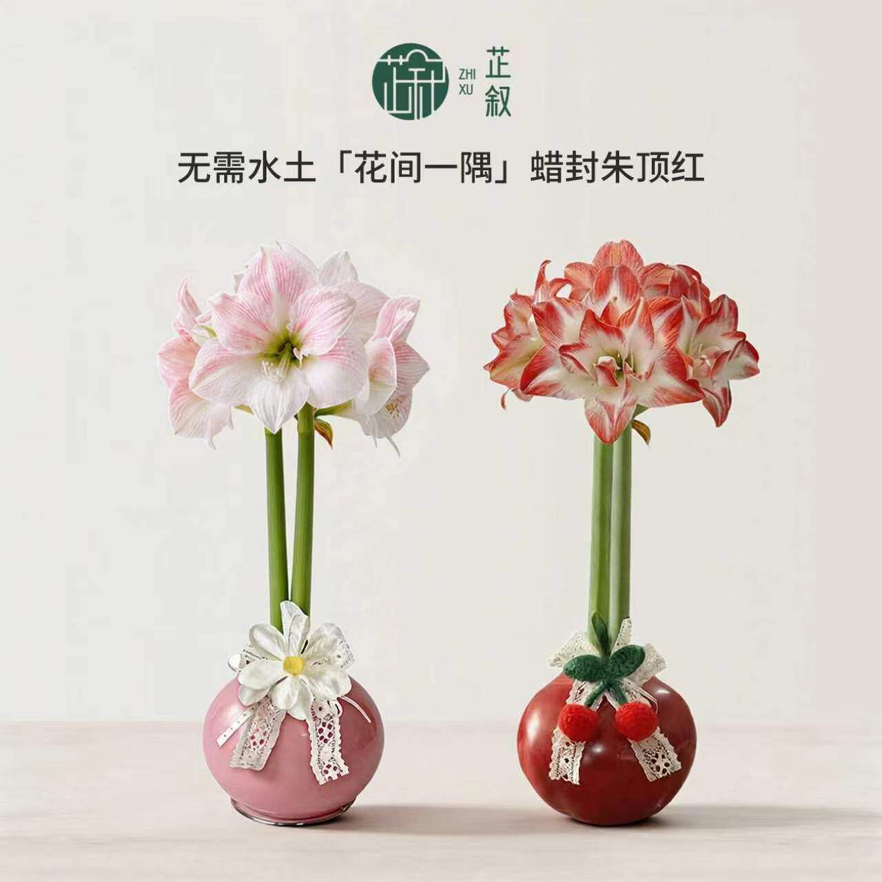 芷叙蜡封朱顶红进口种球樱花孔雀办公室内桌面花卉中秋教师节礼物