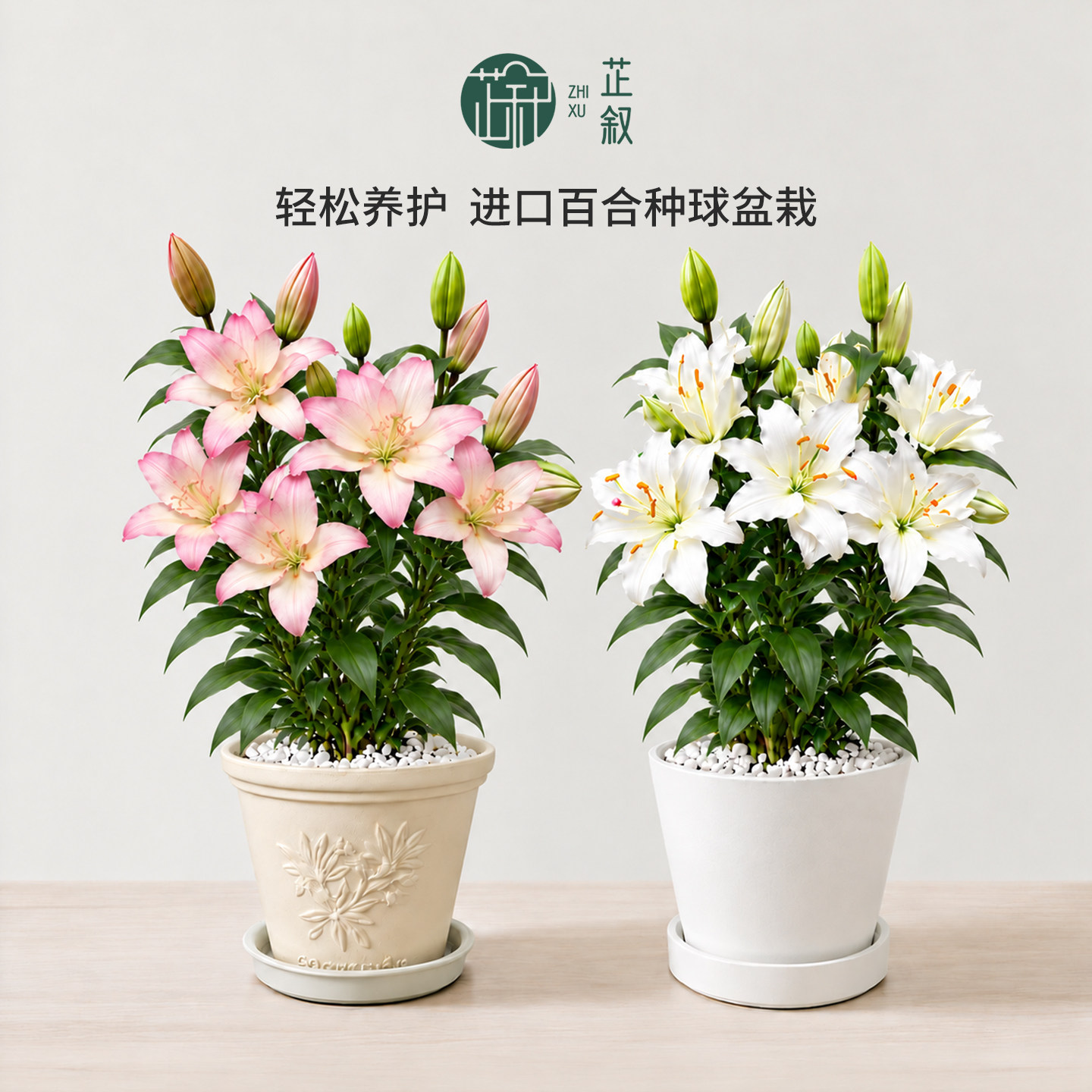 芷叙进口百合盆栽LA布加迪滑雪板种球阳台室内观花植物圣诞节送礼