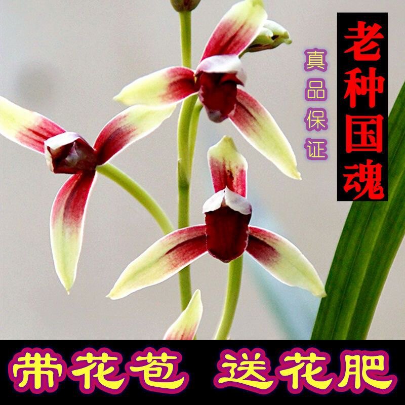 大国魂兰花苗带花苞正宗浓香型高档建兰醉红素名贵高档四季兰稀有