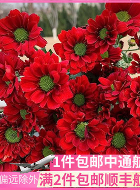 铁锈红鲜花小雏菊小皱菊稚邹菊鲜花云南直发基地昆明斗南多头市场