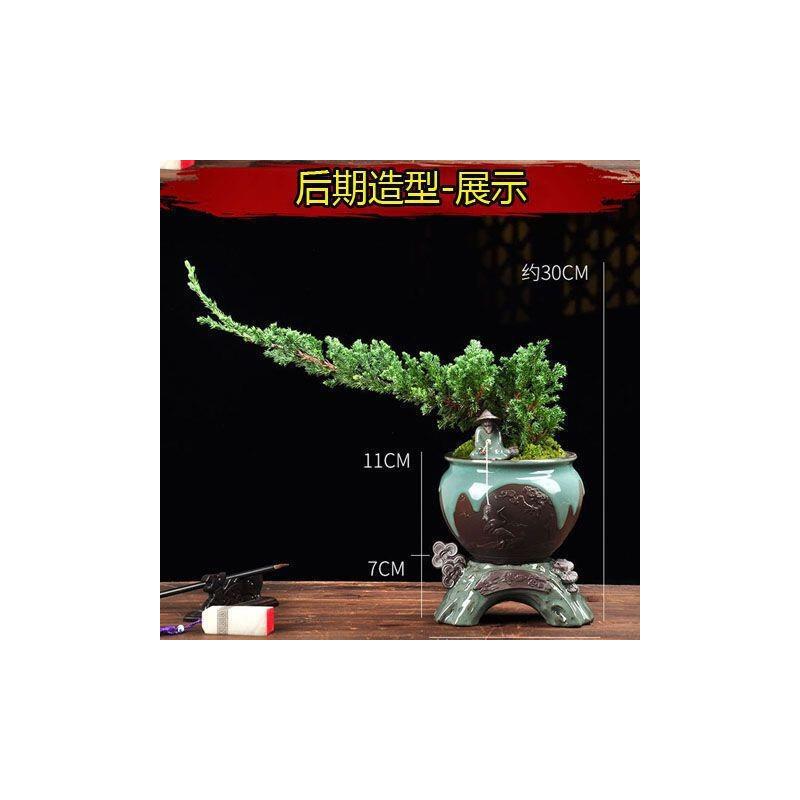 绿植耐热耐寒迎客松四季常青松柏二松树一发花卉买盆景室内外其他
