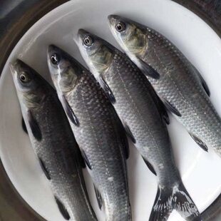 黑草鱼苗 优质青鱼苗 螺丝混鱼苗 螺丝青鱼苗 淡水养殖 黑鲩鱼苗