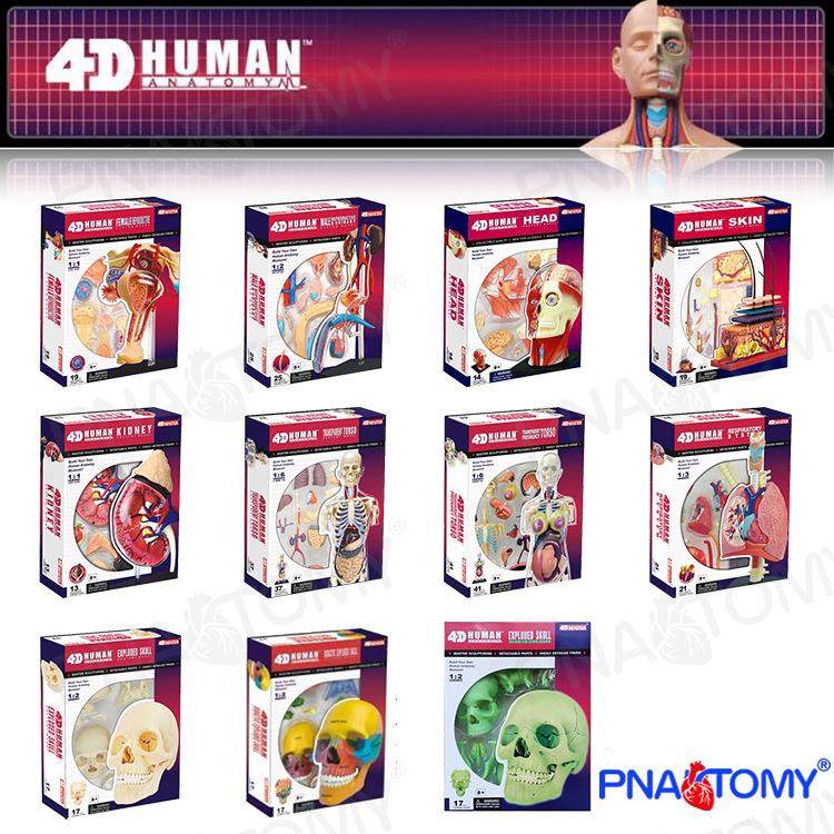 4D MASTER人体解剖模型益智DIY拼装科普玩具口腔彩色头骨皮肤肌肉,文具电教/文化用品/商务用品,教学标本/模型,淘宝优惠券,粉丝福利购,淘宝优惠卷