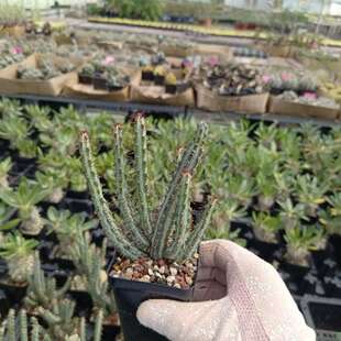 实生洛氏大戟 Euphorbia louwii 潮玩盆栽块根绿植多肉