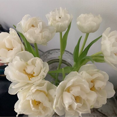 斗南fa花花雪媚娘重瓣白色郁金香鲜花家庭花瓶花艺插花送女友男友