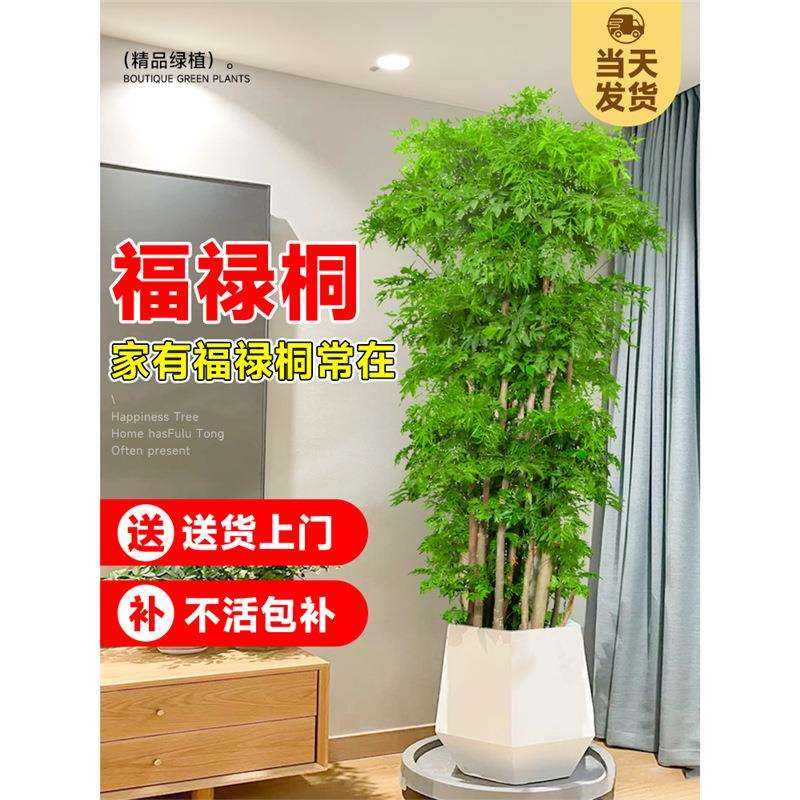 羽叶福禄桐盆栽室内客厅落地大号大型绿植盆景真树招财植物吸甲醛