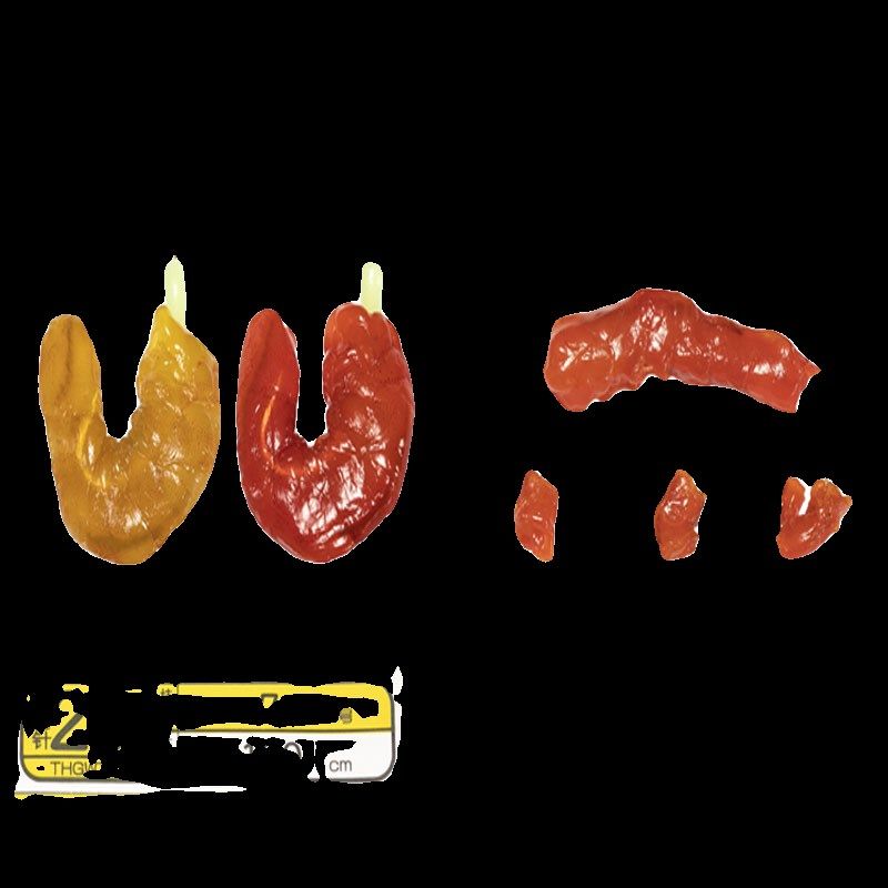 海钓船钓鱼饵虾仁蜜汁黑鲷诱饵蜜汁腌制矶钓饵料海鱼窝料,户外/登山/野营/旅行用品,路亚饵,淘宝优惠券,粉丝福利购,淘宝优惠卷