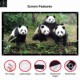 Anti wrinkle Collapsible Movie Projector Portable Screen