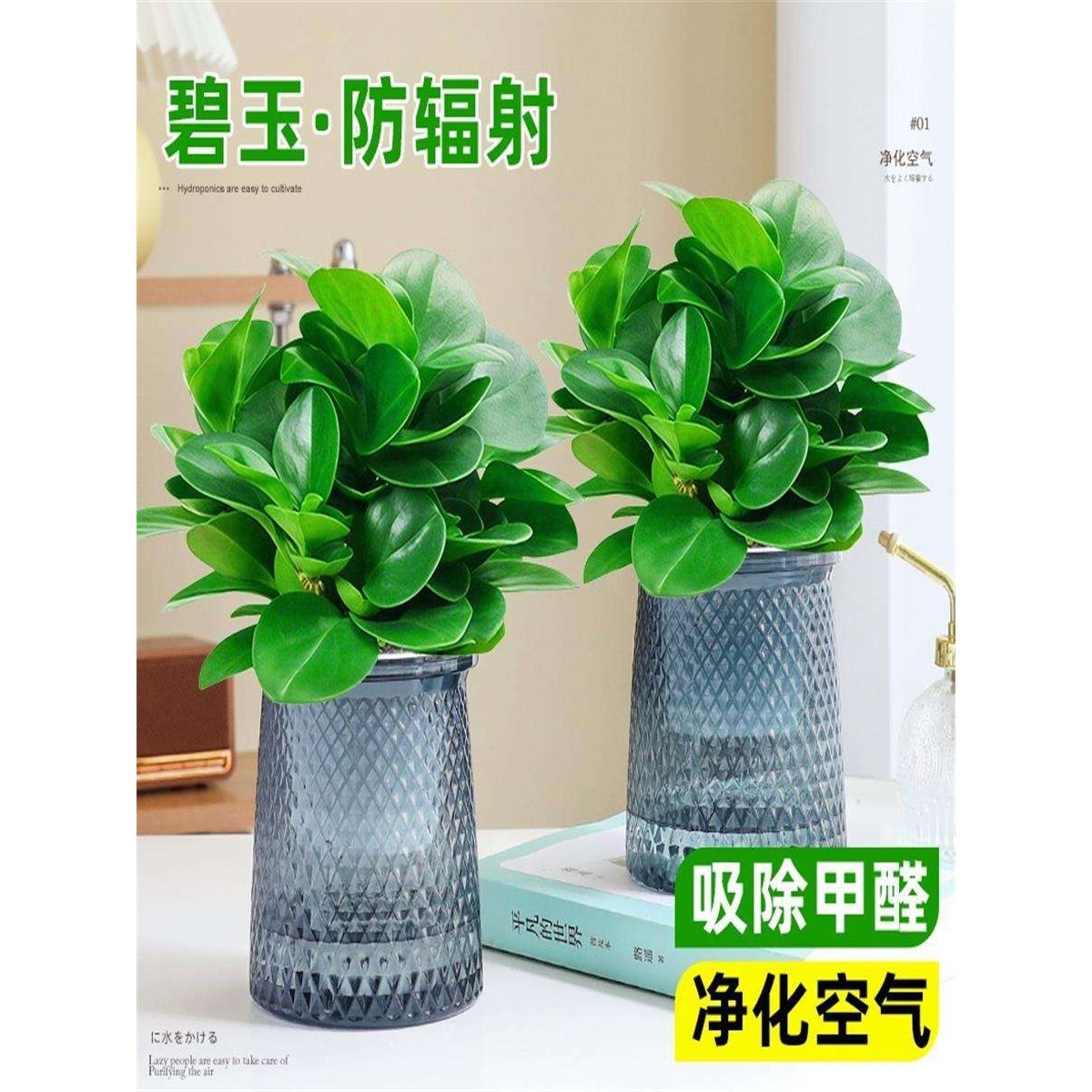 水培豆瓣绿碧玉多肉植物盆栽四季绿植室内桌面绿植花卉四季好养,3C数码配件,其它配件,淘宝优惠券,粉丝福利购,淘宝优惠卷