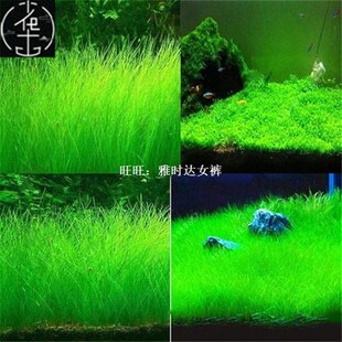 Water Seeds Aquatic Green Decorat Aquarium Grass Plant