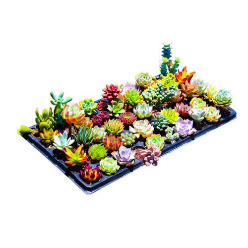 Green Flocking Artificial Succulents Plants Home Garden Deco