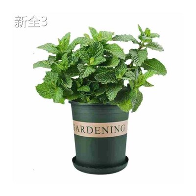 basil plants herbs mint rosemary thyme, spices Edible plant