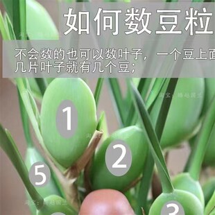浓香兰花苗咖啡兰奶香味室内外客厅阳台好养易活绿植花卉美观趣味