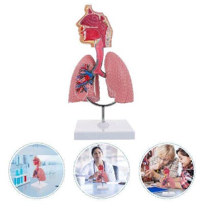 Toy Respiratory System Model 4d Anatomical Assembly of