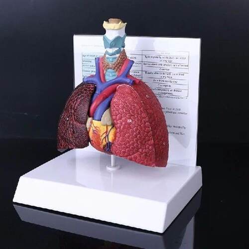 Life Size Human Lung Model Anatomical Respiratory System