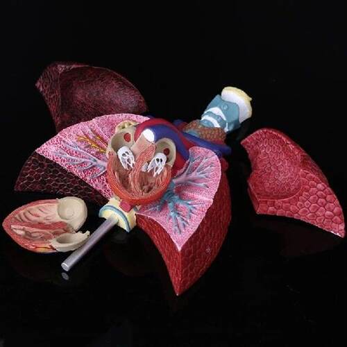 Life Size Human Lung Model Anatomical Respiratory System