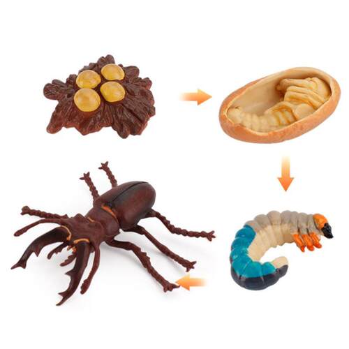 Kids Educational Toys Plant Seeds Growth Life Cycle Playset