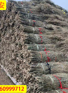 沂蒙山承安竹苗竹条竹子捆扎