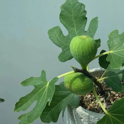 波姬红青皮芭劳奈带叶不带果原盆原土无花果树苗盆栽阳台庭院果树