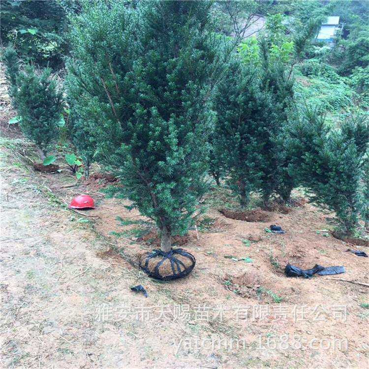 室内绿植红豆杉 净化空气 曼地亚红豆杉 四季常青地苗冠40cm