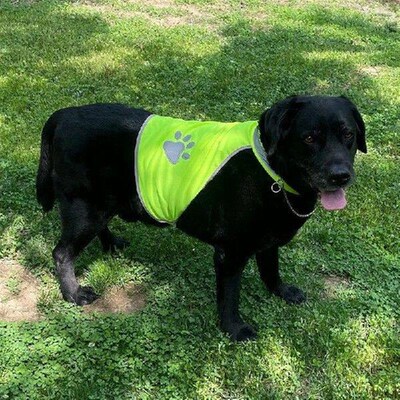 Reflective Dog Safety Vest High Visibility Fluorescent Pet