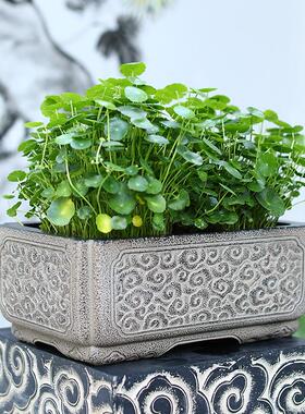 简约园艺花盆阳台装饰绿萝长方形田园绿植水培盆户外庭院花园布景