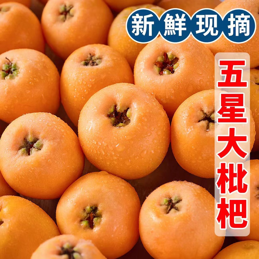 四川大五星枇杷高山老树甜枇杷新鲜采摘水果PT