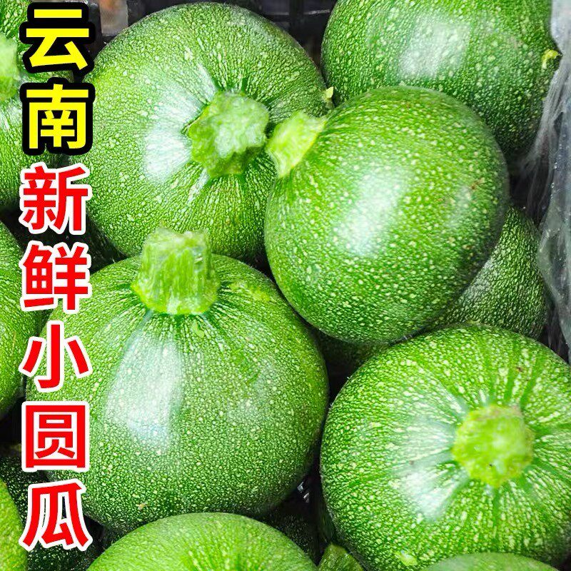 云南高山农家种植新鲜嫩南瓜小圆瓜 新鲜当季蔬菜产地现摘现发