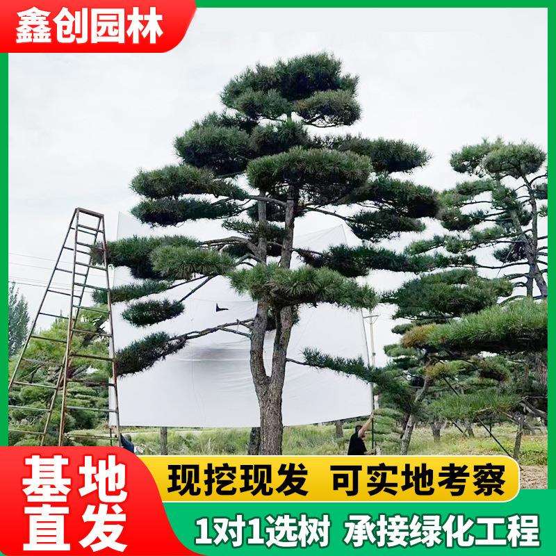 景观树迎客松庭院盆景园林绿化别墅风景树假山绿植 造型松黑松树